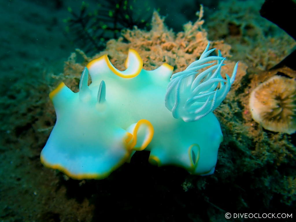 Ardeadoris egretta nudibranch anilao